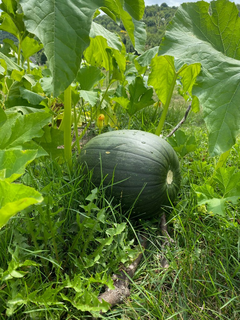 Note: Credit for the pumpkin picture goes to Presbyterians Today editor, Donna Frischknecht Jackson. Seeing this photo in her Accidental Country Pastor post (FB@DonnaFrischknecht/AccidentalCountryPastor), I flashed back to a story I wrote for the Adams County Free Press in 1997. Here is that story, tweaked, trimmed and fully refurbished. Enjoy. — Ken Rummer
